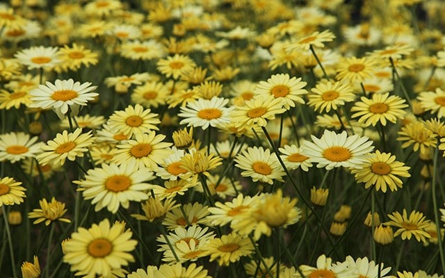 LATE SUMMER COLOUR PLANTS