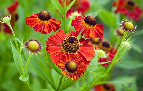 Pretty perennials