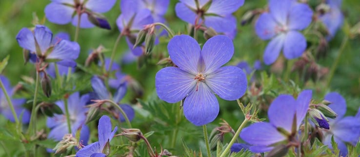 Shop all plant sale