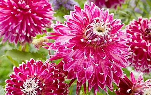 Potted dahlias
