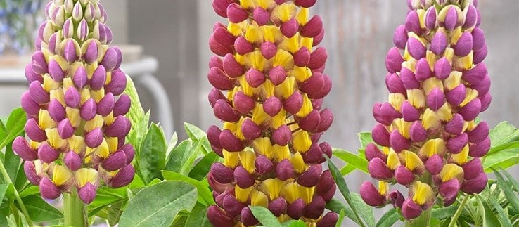 Luscious lupins
