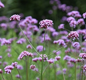 Extend the season plants
