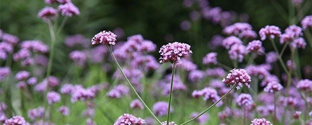 Perennials