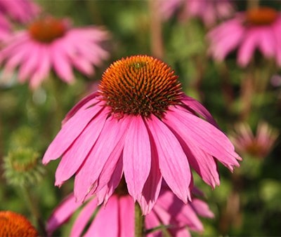 Echinacea plants