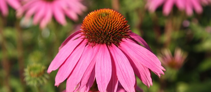 Make your garden buzz with pollinators
