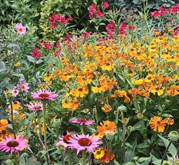 Perennials