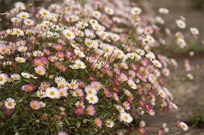 Bloomers in June