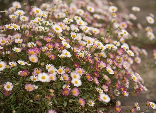 Flowering now