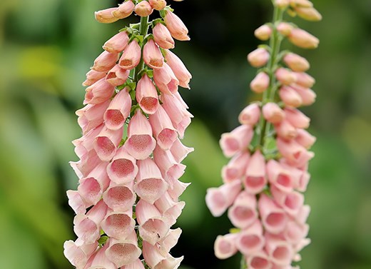 The Killik & Co ‘A Seed in Time’ Garden