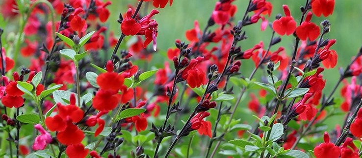 Sensational salvias