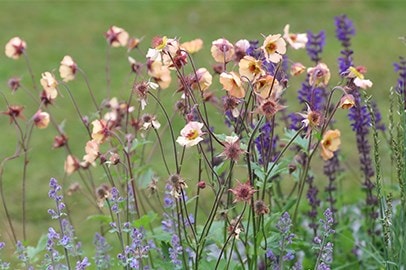 Bloomers in June