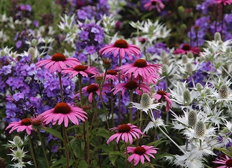 Late summer colour plants
