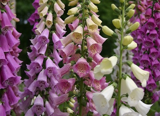 Perennials