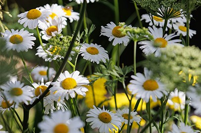 Summer patio plants