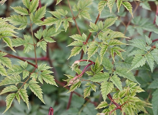The Tate Britain Garden