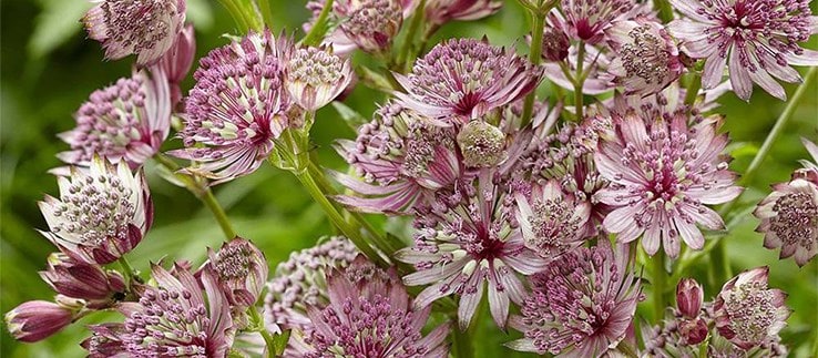 Discover our latest plant additions