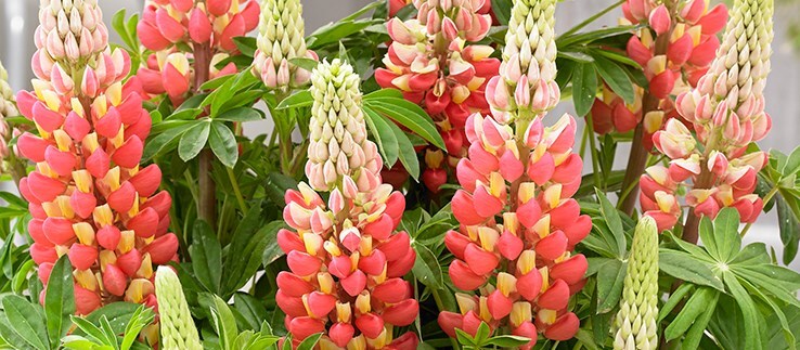 West country lupins