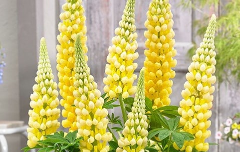 West Country lupins