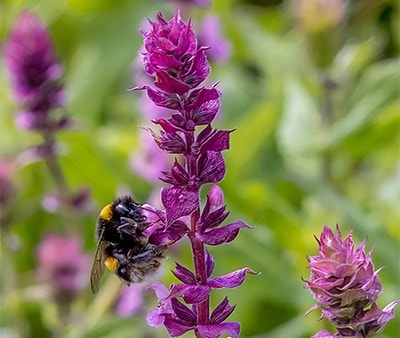 Salvia plants