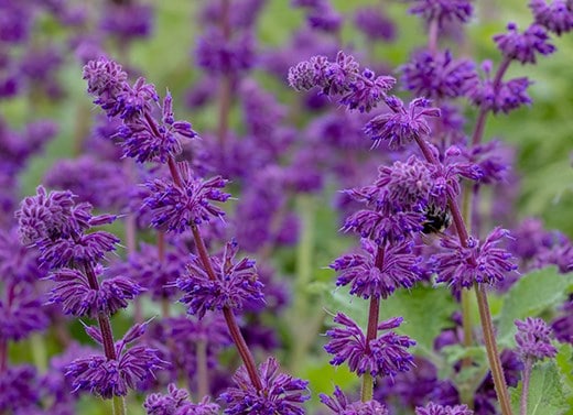 Selected salvia & lupins