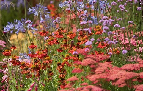 Multibuy perennials