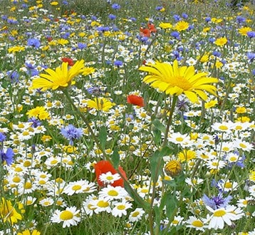 Wildflowers