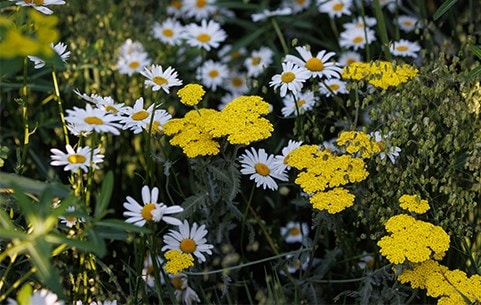 Multibuy perennials
