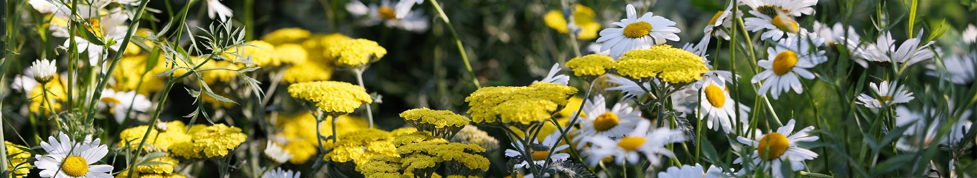PERENNIALS