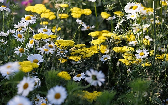 PERENNIALS