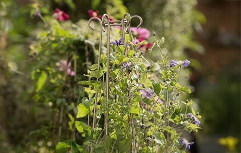 Plant support & protection