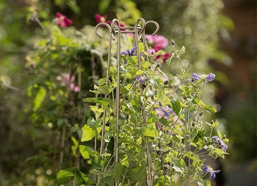 Plant support & protection