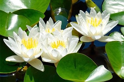 Pond plants