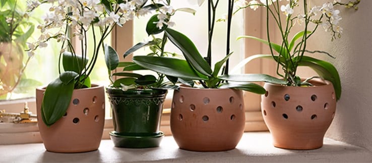 Plant and pot combinations