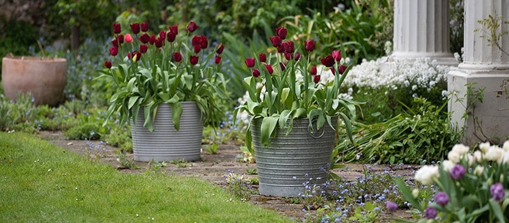 Plant and pot combinations 