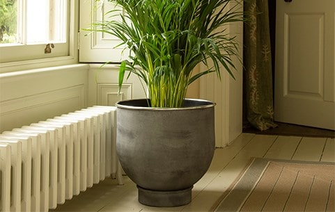 Large indoor pots