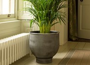 Indoor Pots