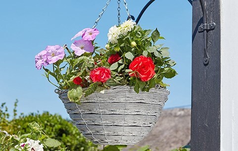 Hanging baskets
