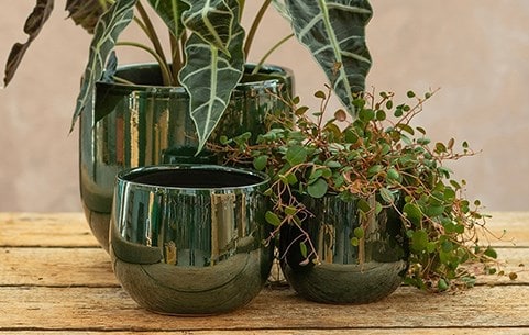 Indoor pots