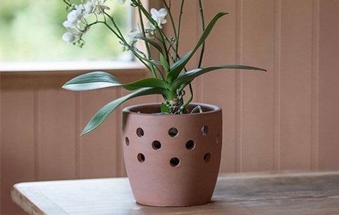 Orchid pots & care