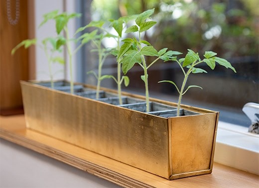 Potting & propagating