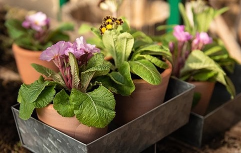Potting & propagation