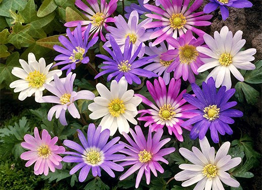 Anemone bulbs