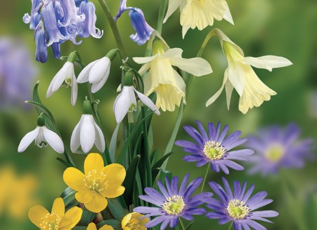 Spring flowering bulbs