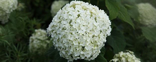 Hydrangeas