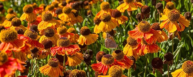 Planet friendly plants