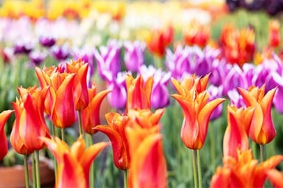 Bulb collections