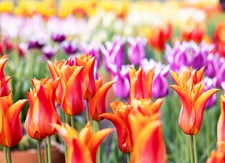 Spring bulbs