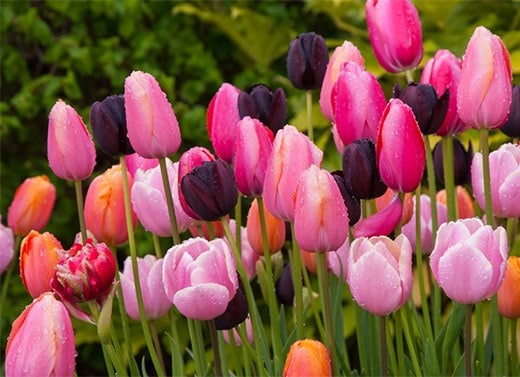 Bulb collections
