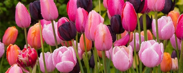 Bulb collections