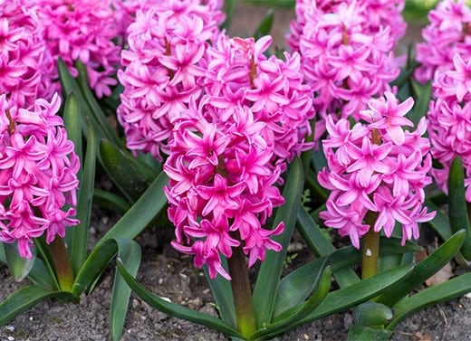 Hyacinth bulbs